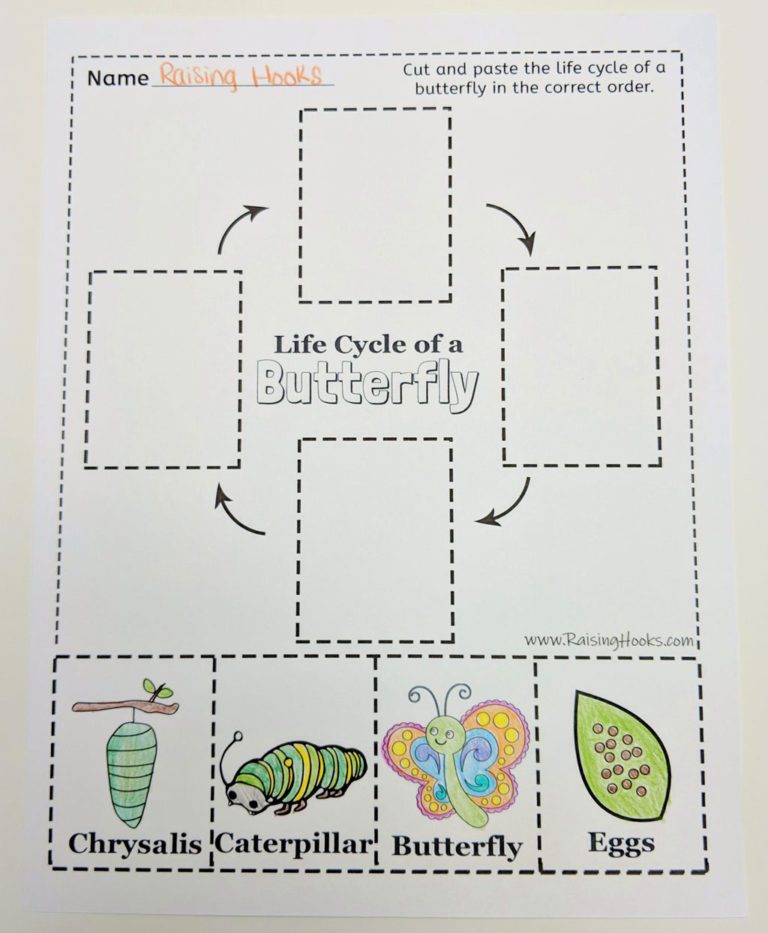 Butterfly Life Cycle Worksheet 2