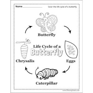 Life Cycle of a Butterfly Worksheet - Raising Hooks