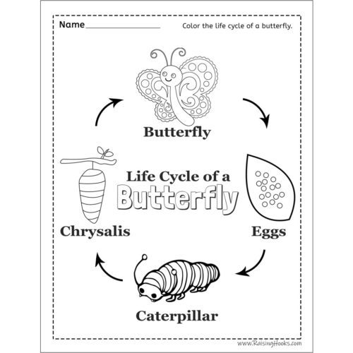 Life Cycle of a Butterfly Worksheet - Raising Hooks