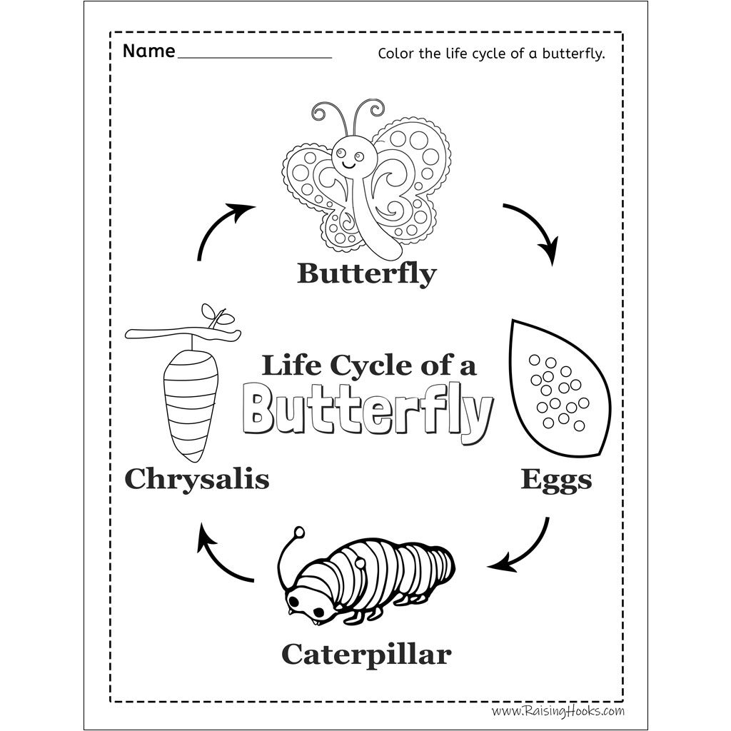 Butterfly Life Cycle For Kindergarten Worksheets