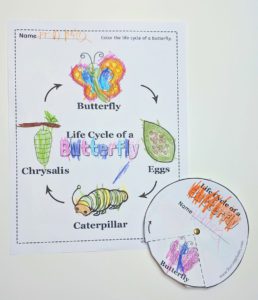 Life Cycle of a Butterfly Worksheet - Raising Hooks