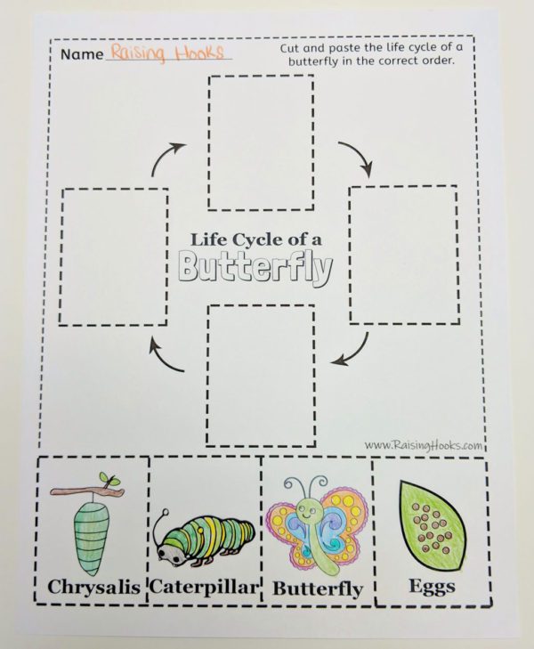 Life Cycle of a Butterfly – Cut and Paste - Raising Hooks