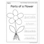 Parts of a Flower Word Trace - Raising Hooks