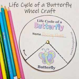 Life Cycle Of A Butterfly Wheel - Raising Hooks