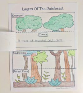 Rainforest Diorama - Raising Hooks